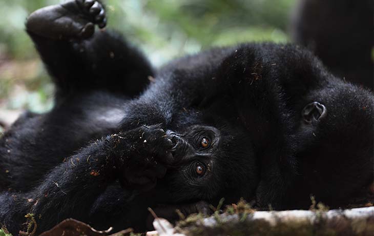 Gorilla Tracking Ugannda