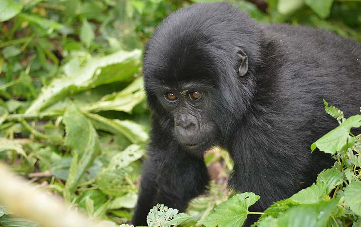 Gorilla tracking volcanoes