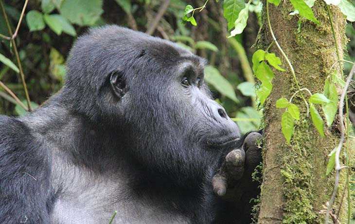 Gorilla trekking