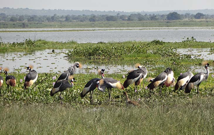 22 days Uganda birding