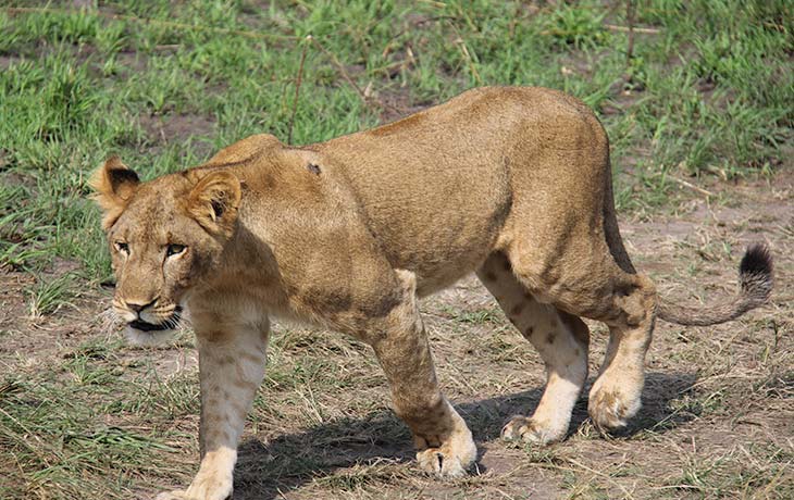 Lion in crater Lakes of Ngorongoro 2 Days Tarangire