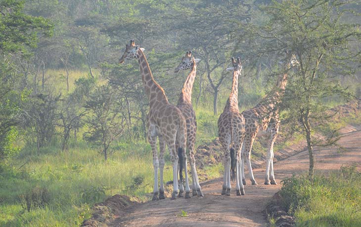 Uganda giraffes