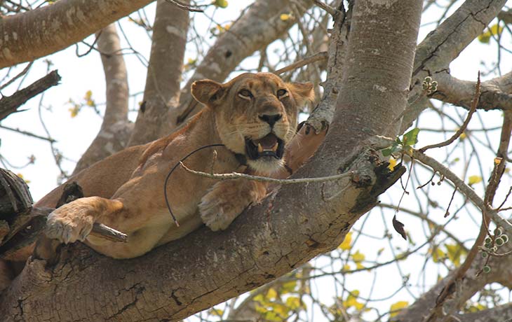 tree climbing lion in Queen Elizabeth