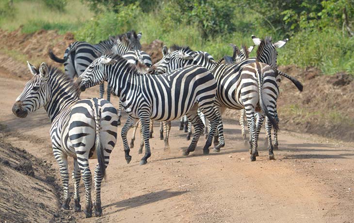 1 day lake mburo