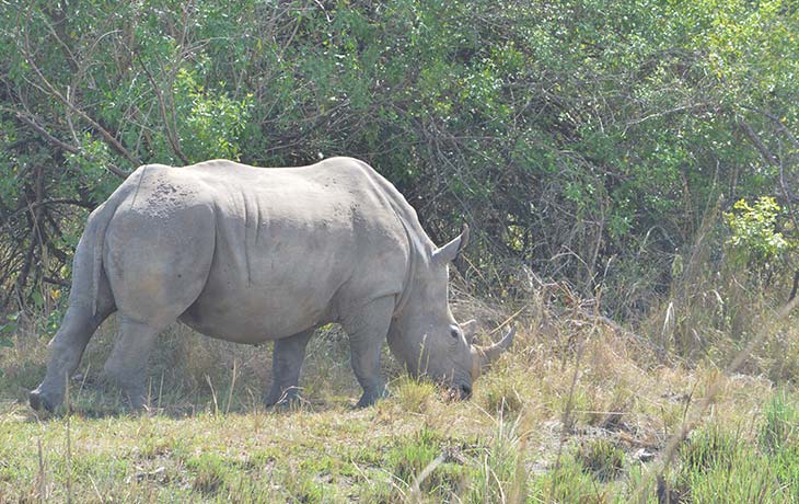 Zziwa Rhino