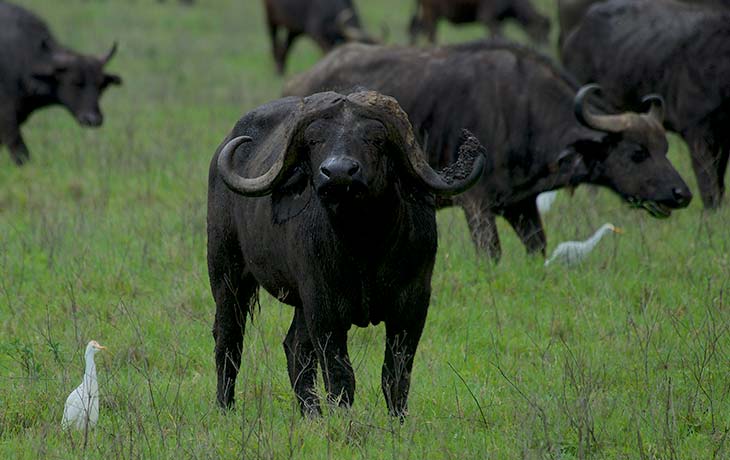 2 days Tarangire