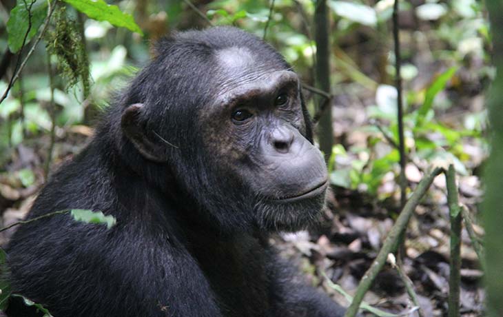 2-days chimpanzee trekking