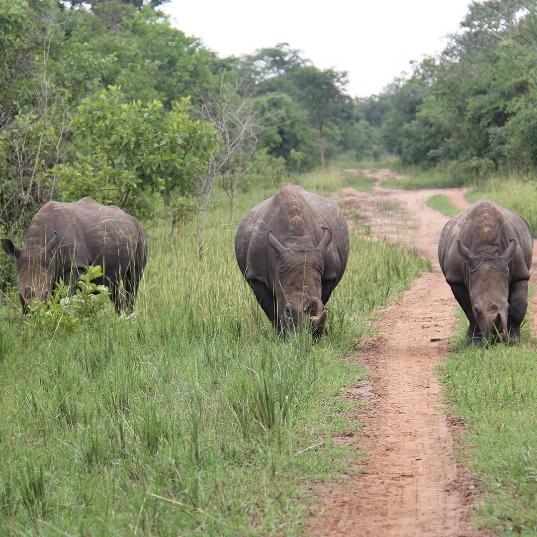 Rhino » Simba Africa Expeditions Rhino » Simba Africa Expeditions