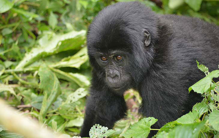 1-day Gorilla Trekking