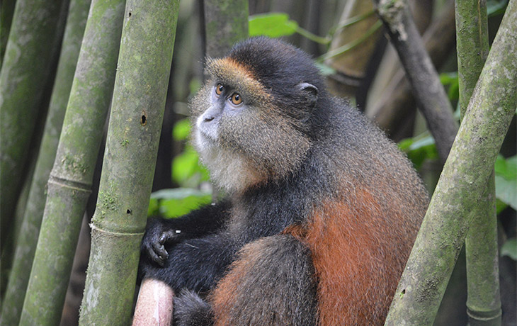 Golden Monkey tracking 2-days Golden Monkey