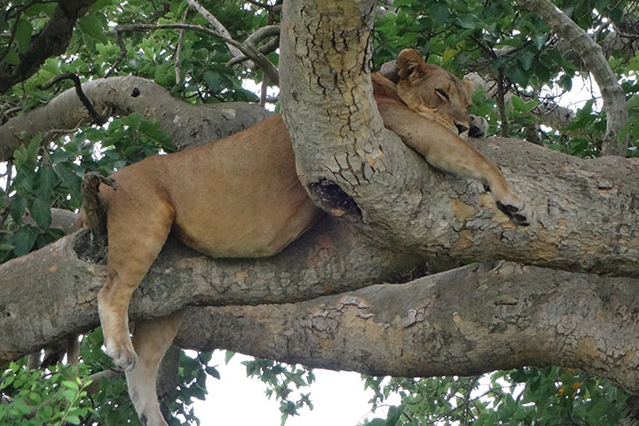 Lion Tracking in Queen Elizabeth