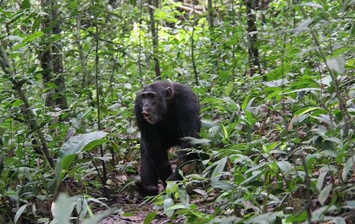 4 day chimpanzee tracking