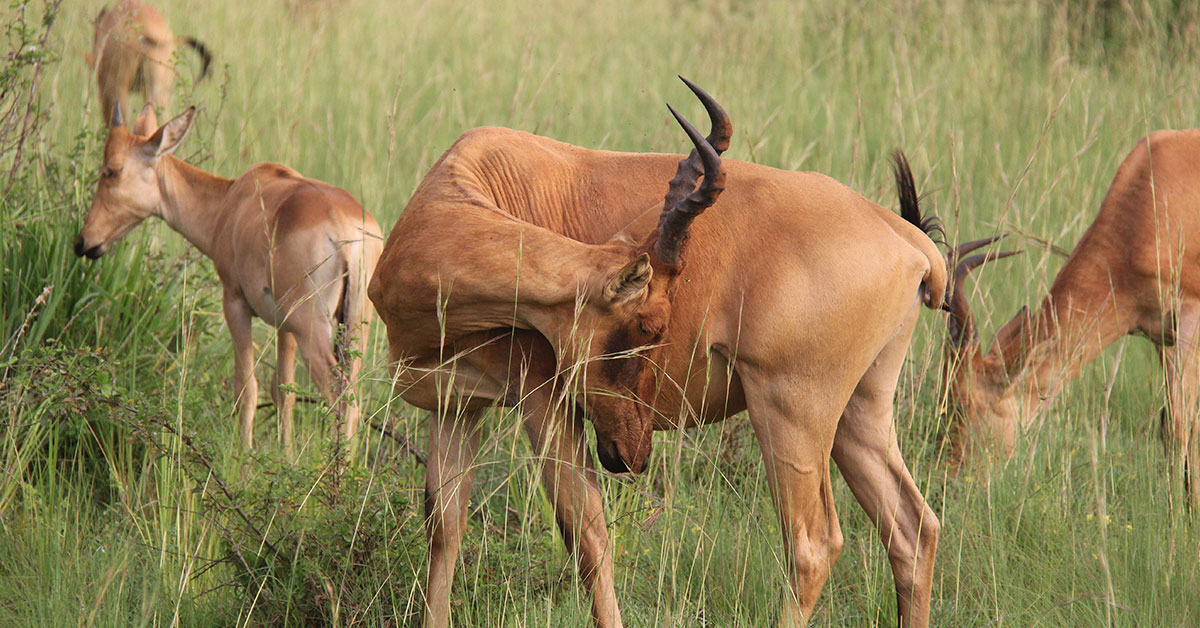 18-day Uganda wildlife