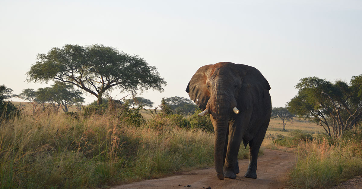 19 days Uganda safari