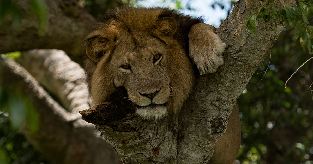 Lion tracking