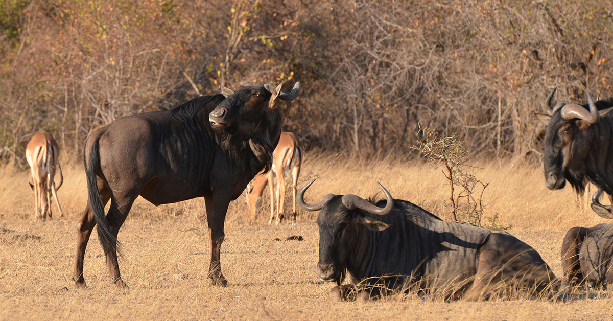 3 days Masai Mara