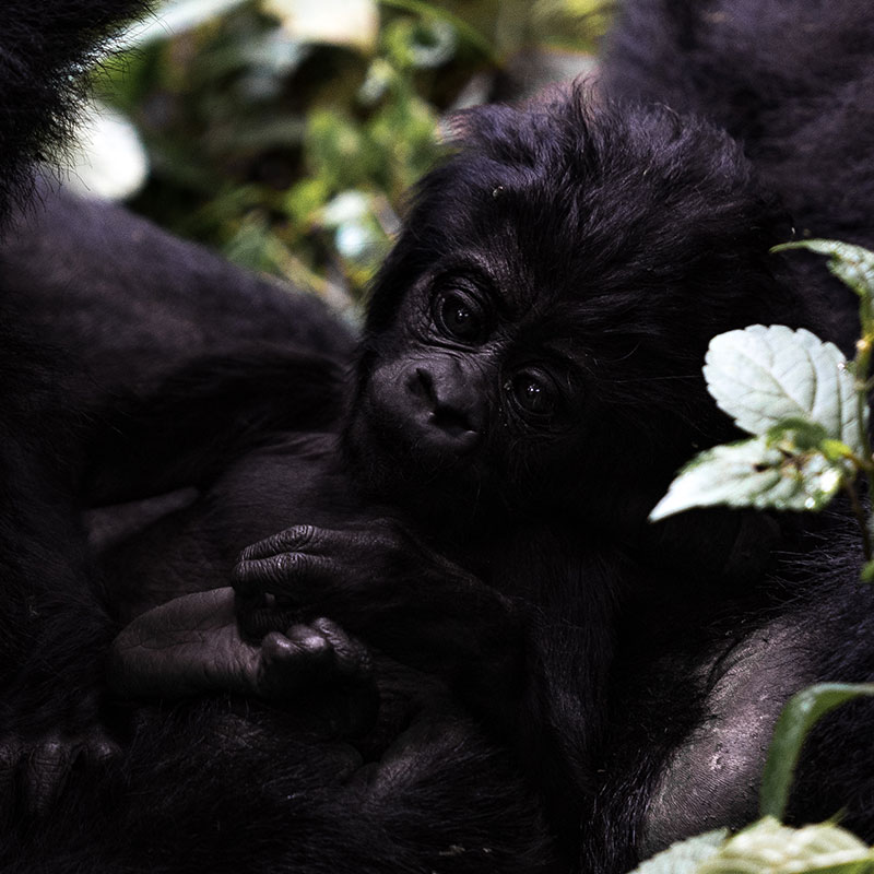 Uganda Safaris