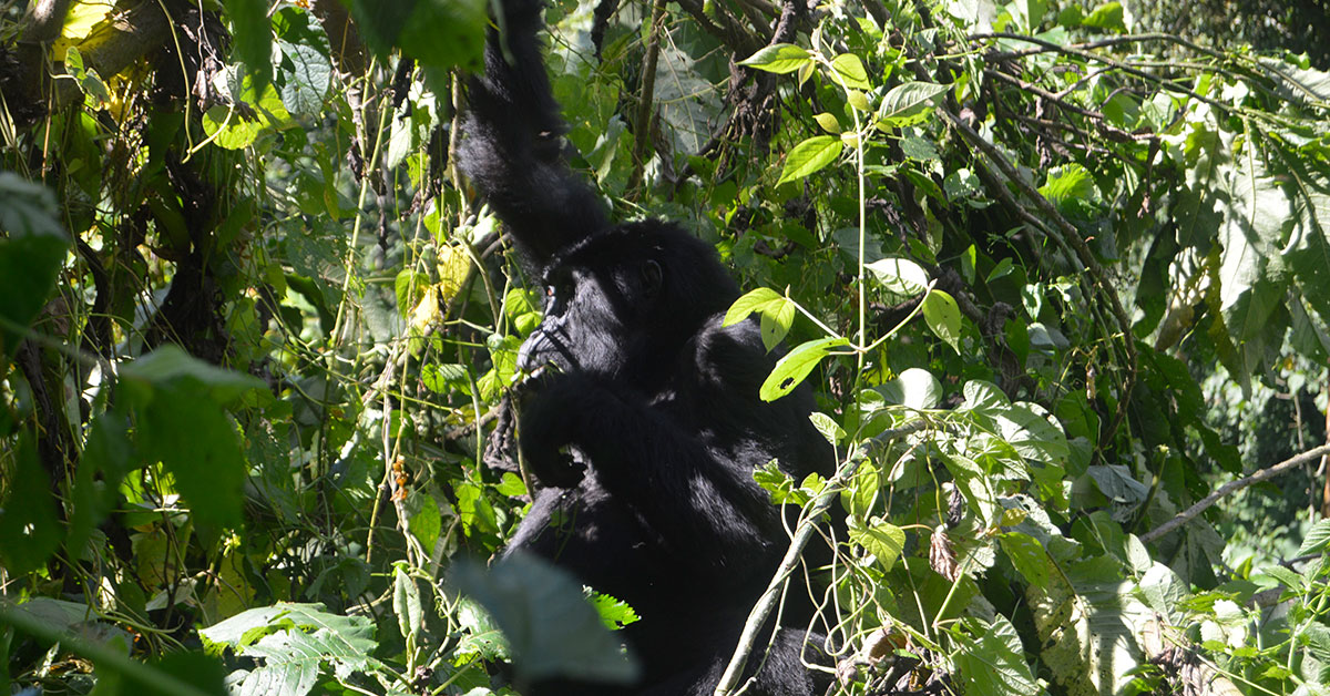 5 days Uganda Primates