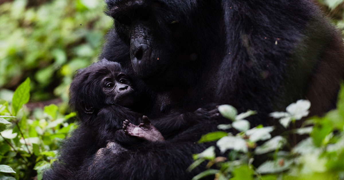 6 days Rwanda primates
