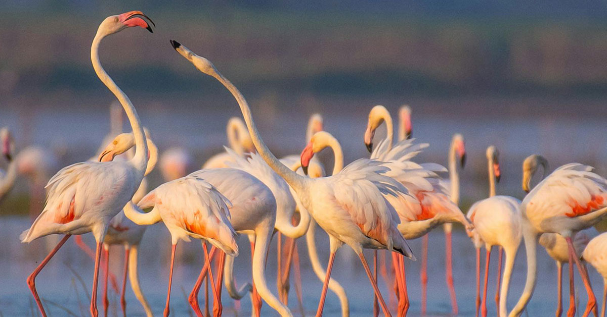 7 days Uganda Birding