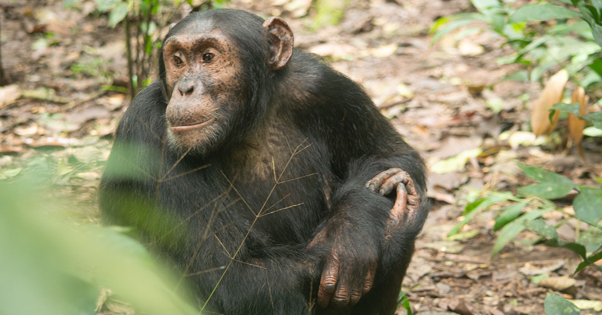 Kibale Forest National Park