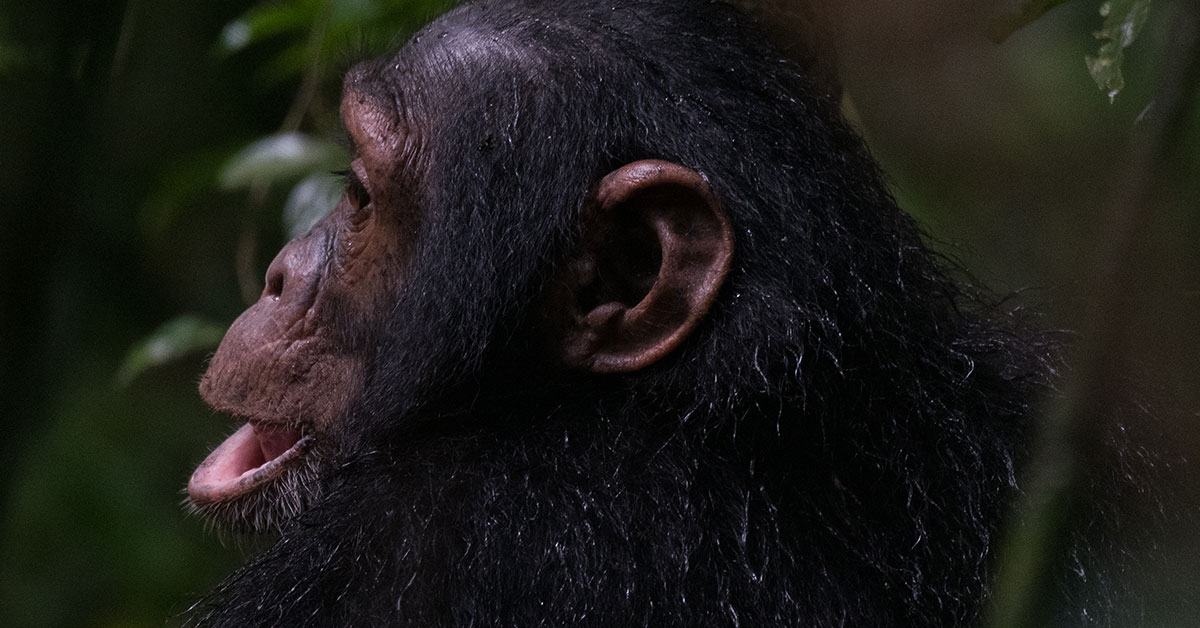 2 days chimpanzee tracking