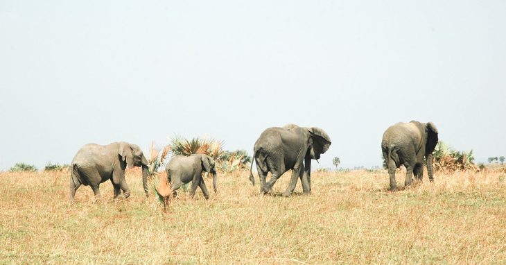 4 days Kidepo Valley