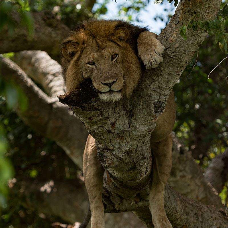 Uganda Safaris