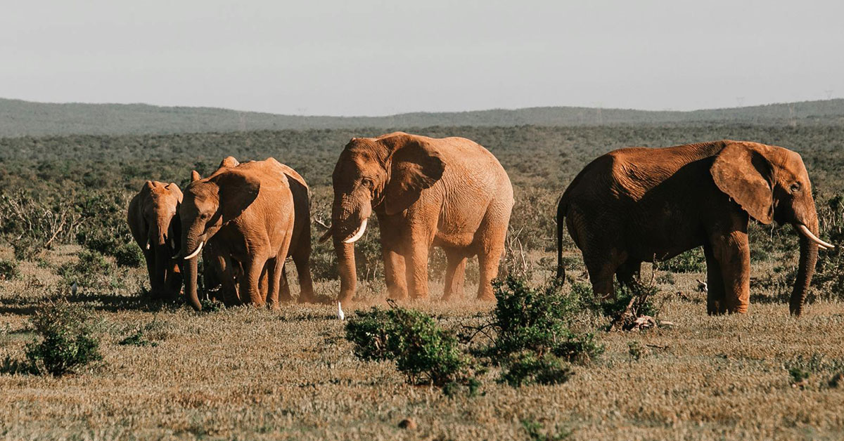 10 days Kenya and Tanzania safari