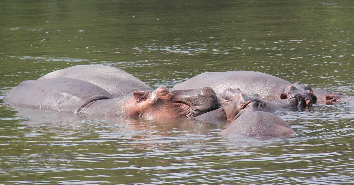 10 days Rwanda safari