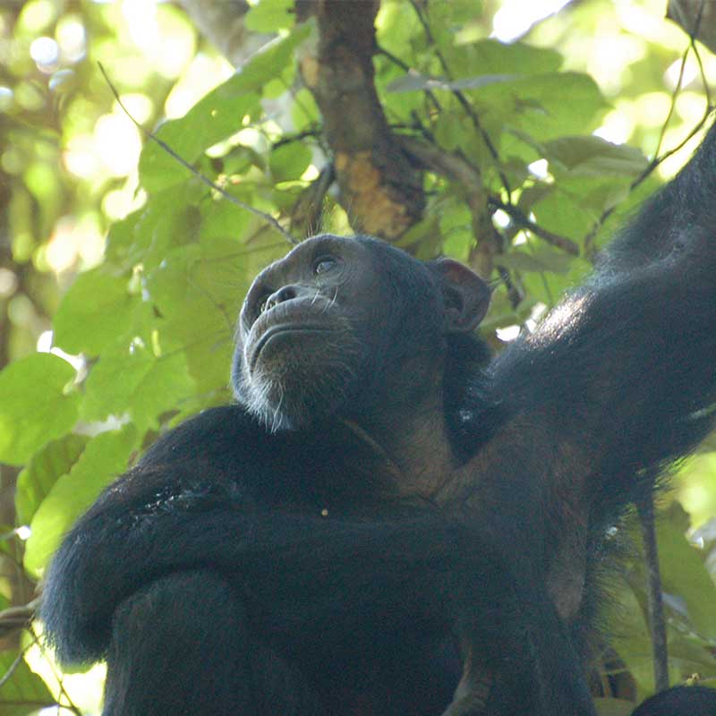 3 days Chimpanzee Tracking Kibale