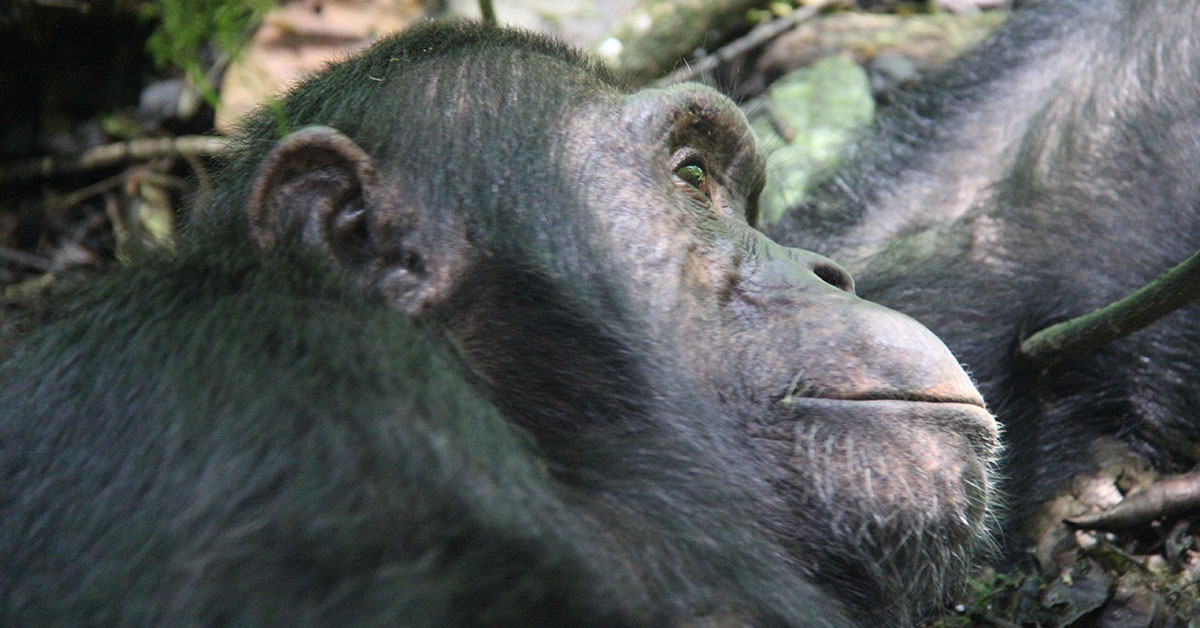 Chimpanzee tours