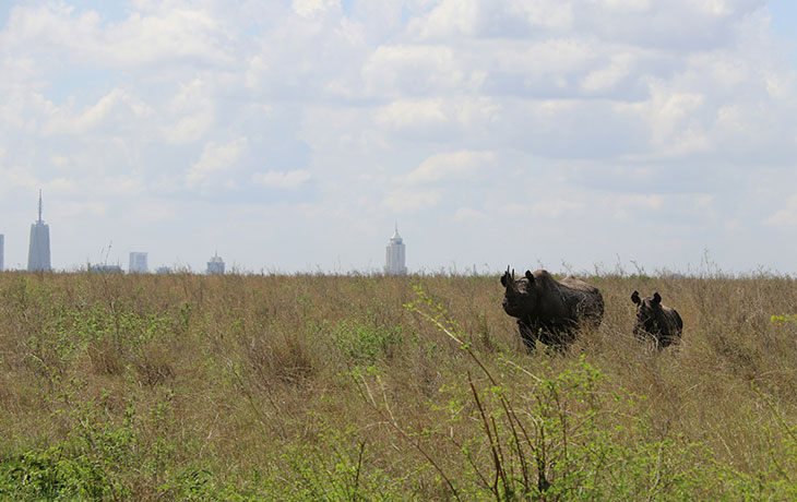 Two black rhinos Nairobi