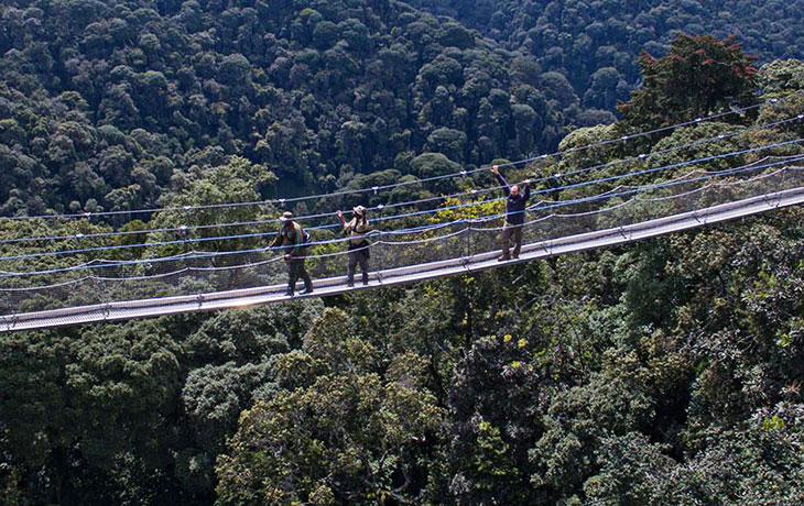 Nyungwe Canopy walkway