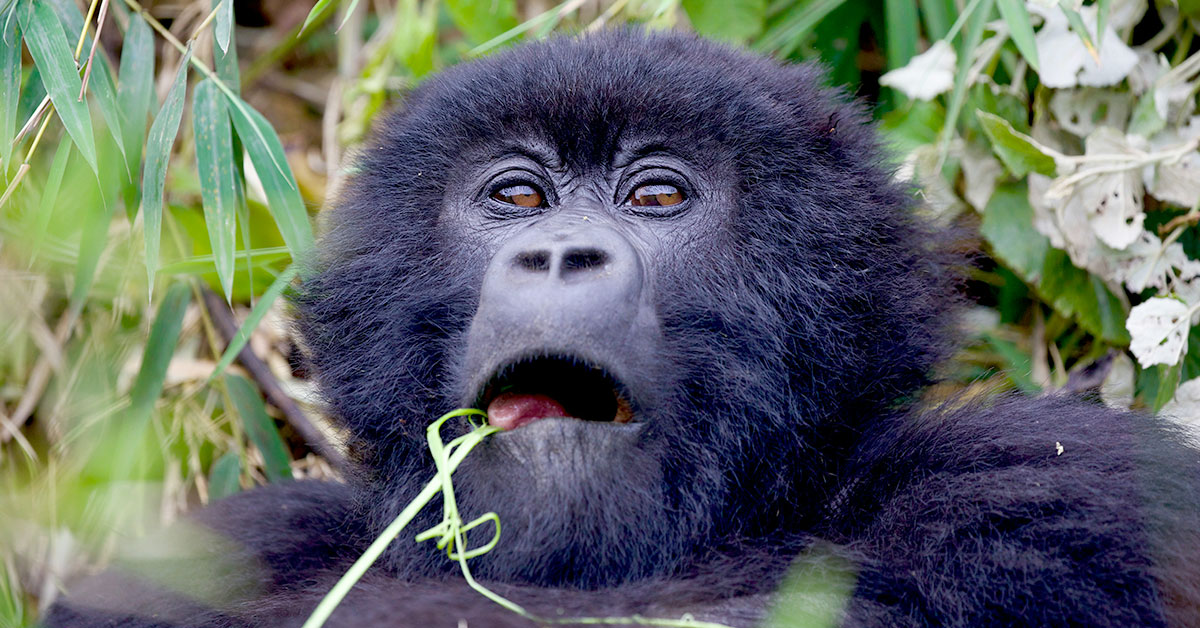 8 days Uganda