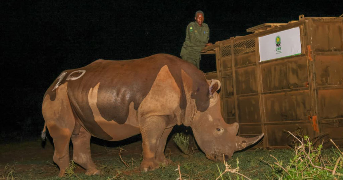 Return of Southern White Rhinos Kidepo Valley
