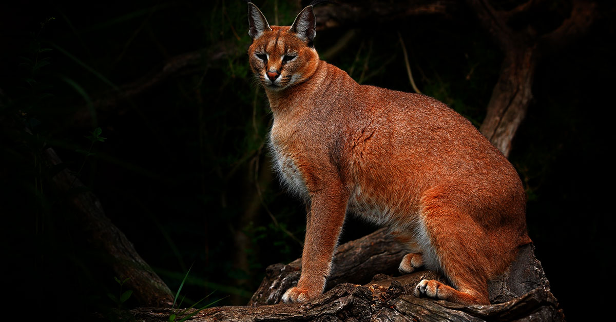 Golden cat tracking