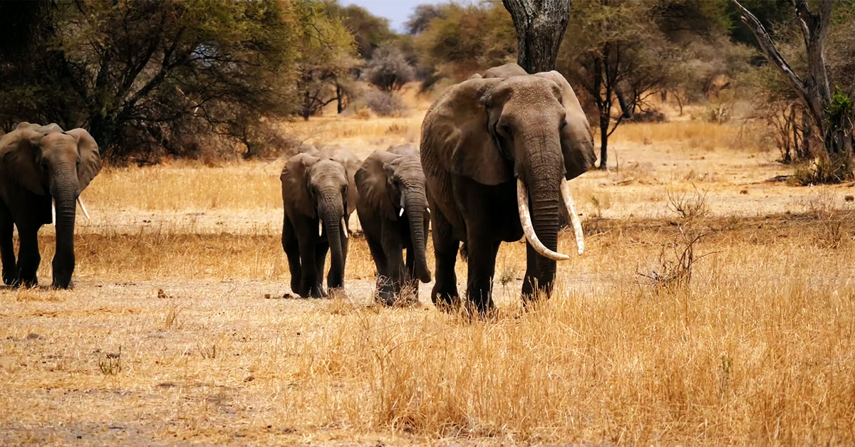 5 days Northern Tanzania