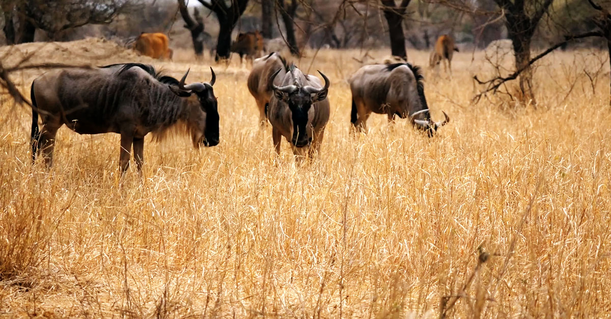 6 days Amboseli