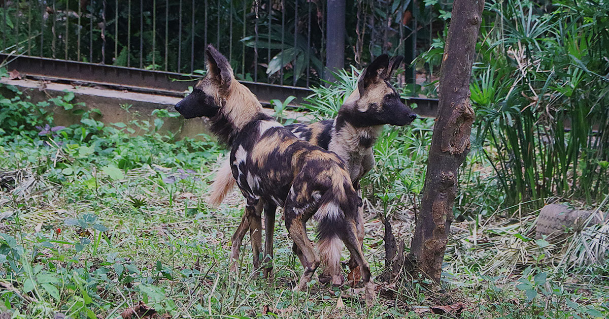 African Wild Dogs