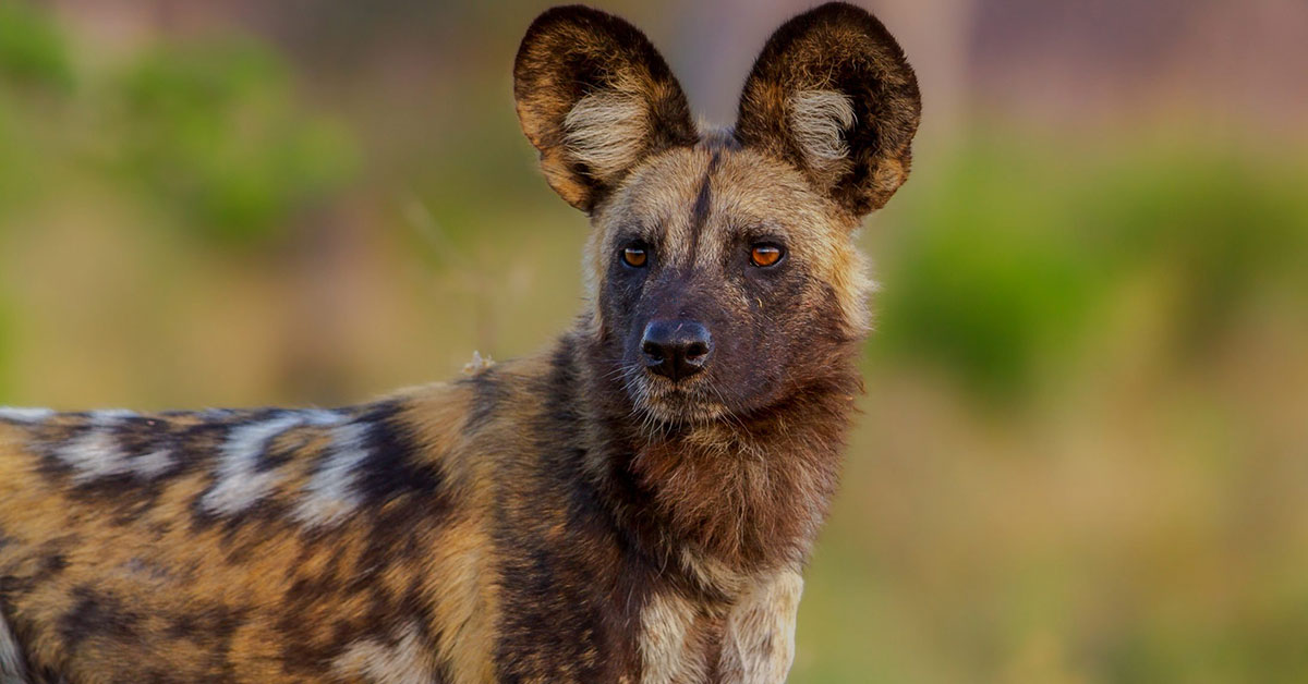 African Wild Dogs