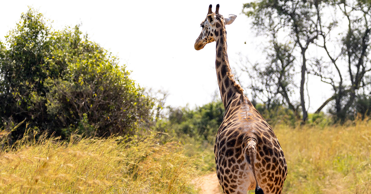 Nubian Giraffe Translocated Ajai Wildlife Reserve