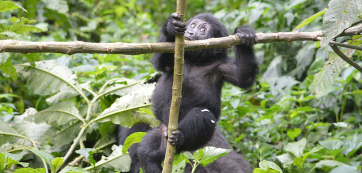 3-day Gorilla Habituation Experience 3-day Gorilla Habituation