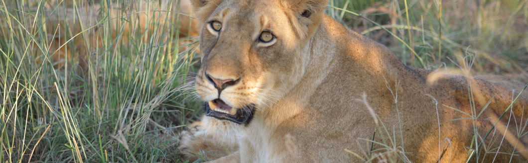 Lion in Murchison falls