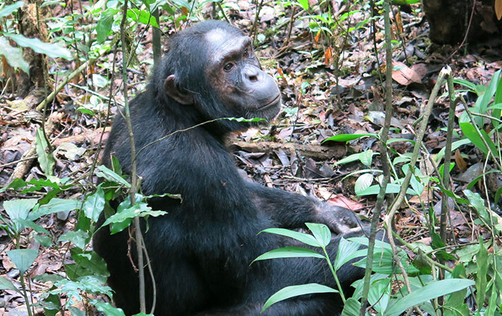 3 days chimpanzee trekking