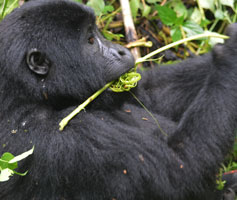 6-days Primate trekking Uganda