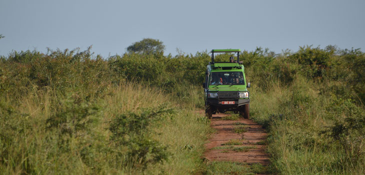Game drive in Murchison falls National Park