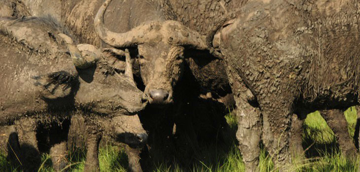 African Buffalo