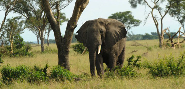 African elephant