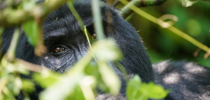 Budget-gorilla-trekking
